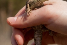 Андрей Веретенников приглашает на фотоохоту за подснежниками
