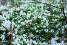 Андрей Веретенников приглашает на фотоохоту за подснежниками