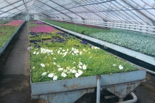 Набережные Челны украсят 3 миллиона цветов. На двух проспектах посадят яблони