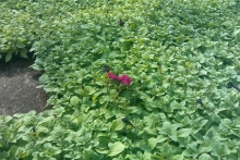 Набережные Челны украсят 3 миллиона цветов. На двух проспектах посадят яблони