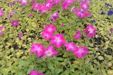 Набережные Челны украсят 3 миллиона цветов. На двух проспектах посадят яблони