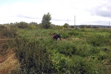 Челнинские спасатели четыре часа вытаскивали лося, застрявшего в очистных сооружениях