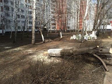 вырубили деревья