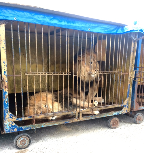 Ежедневно каждый лев съедает 6 кг мяса. Кормят их один раз в день, после представления, чтобы был стимул для выступления.
